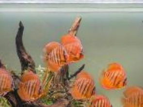 天然趣水族 专业水族服务，打造灵动水世界